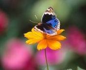 pic for Butterfly On Flower
